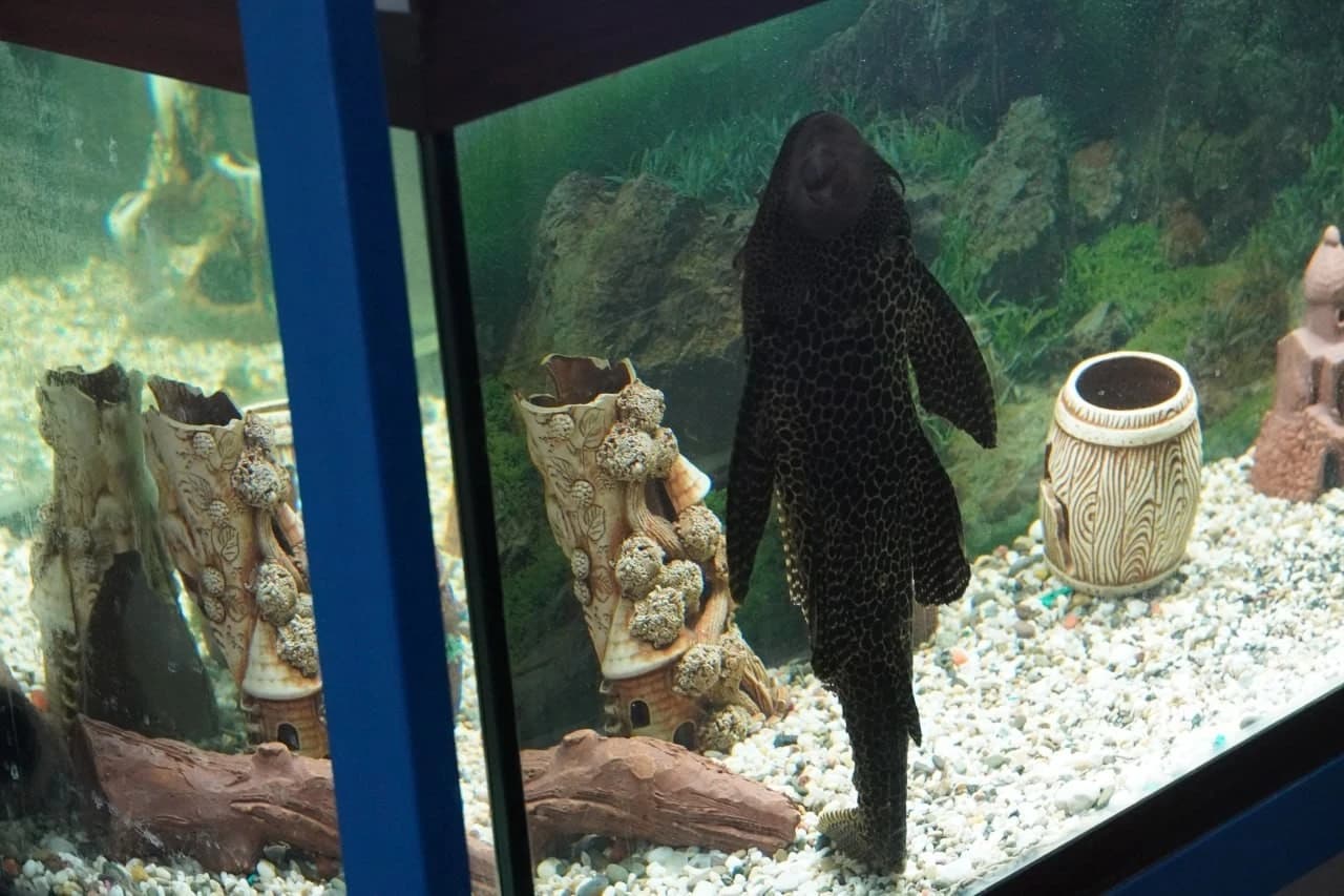 «Лонгитудинальные исследования» 7.jpg